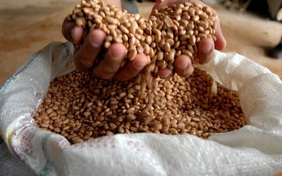 Produção de grãos deve bater recorde com 332,9 milhões de toneladas na Safra 2024/25